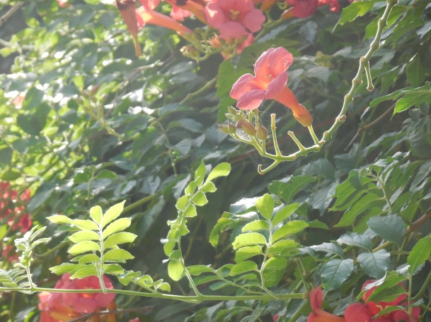 Hazy Red Tropical Flowers